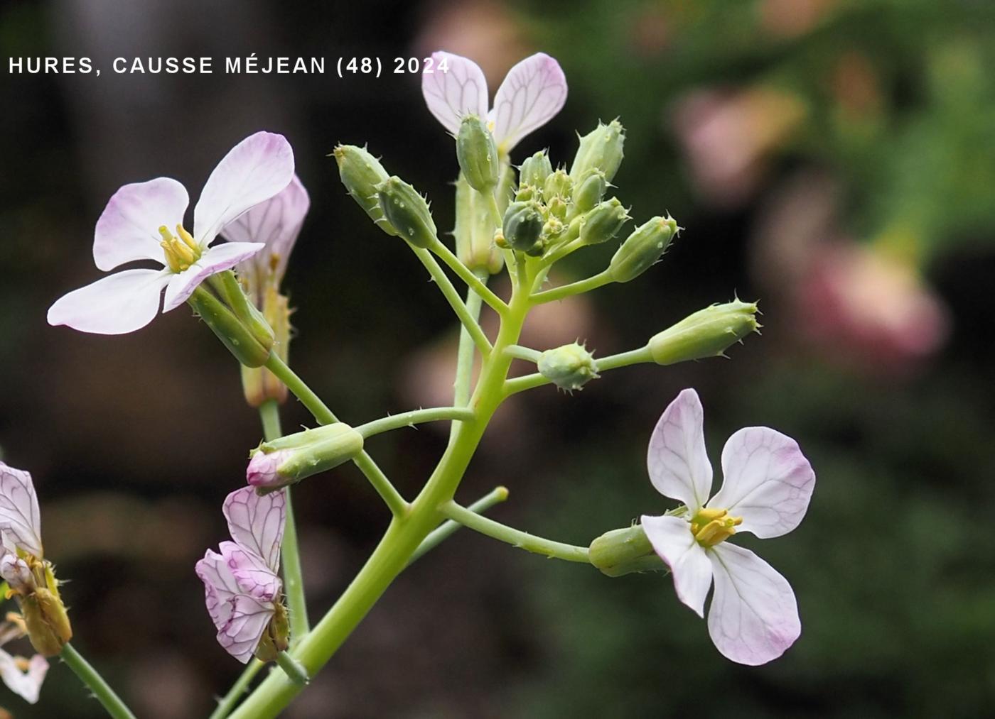 Radish, Cultivated flower